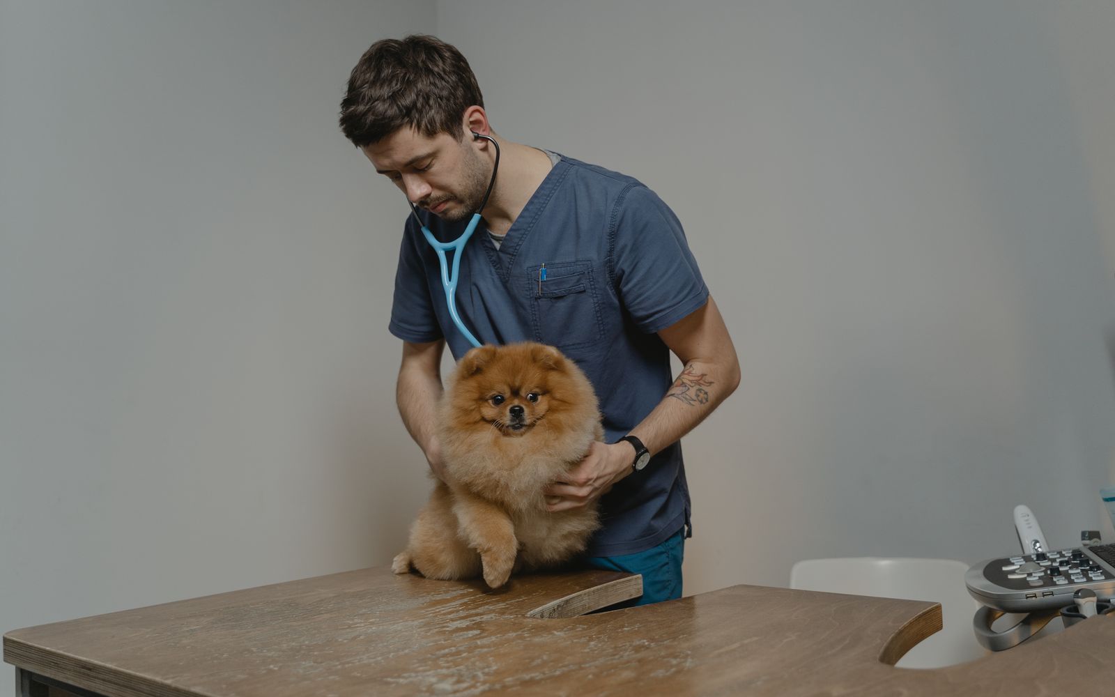 Indoor Cats: 5 Health Issues You Might Not Expect