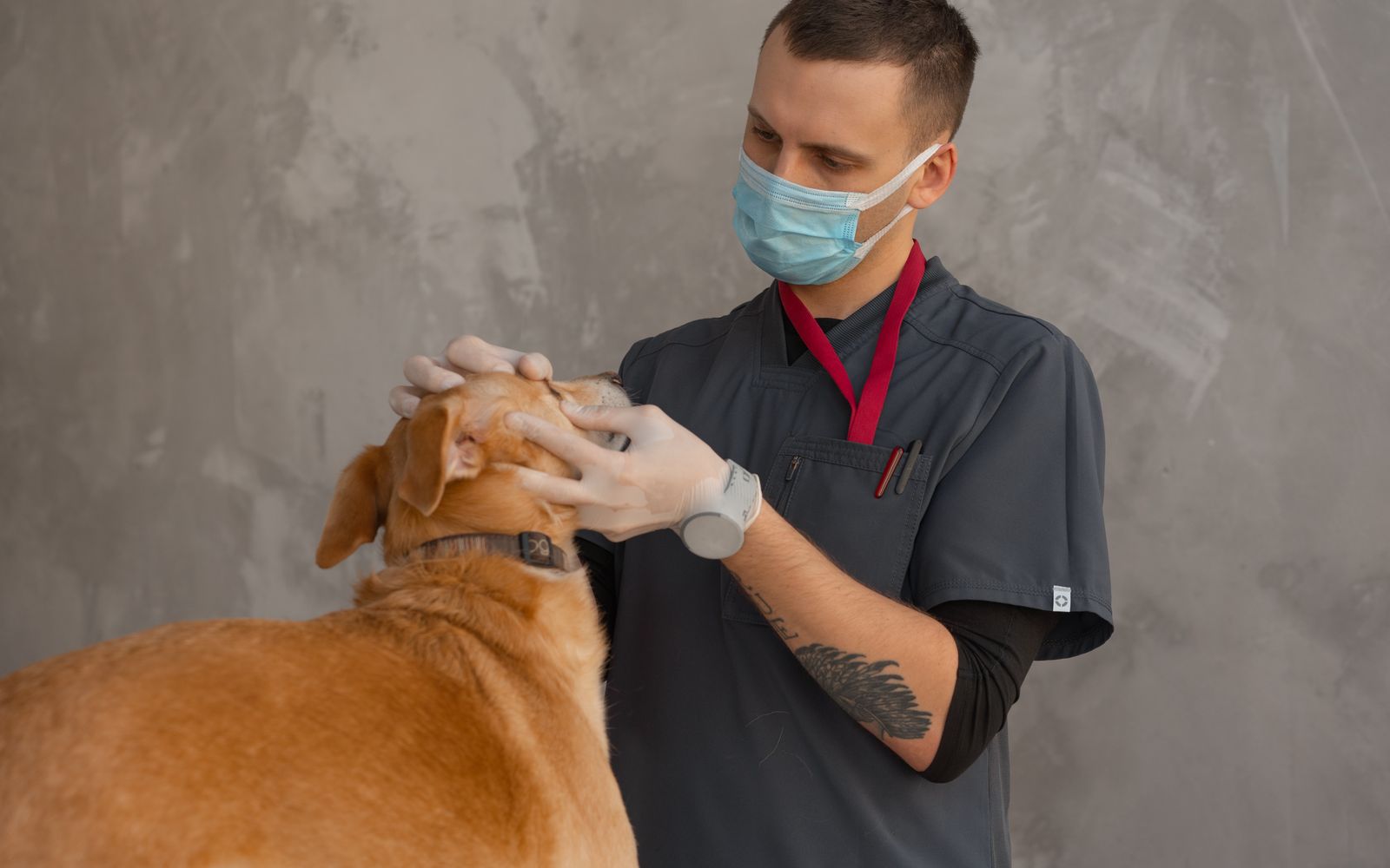 A veterinarian with a patient